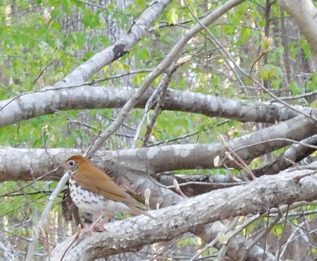 Wood Thrush - ML53871631