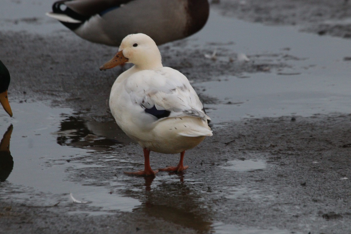 Mallard (Domestic type) - ML538716461