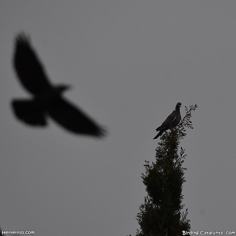 Common Wood-Pigeon - ML538717481