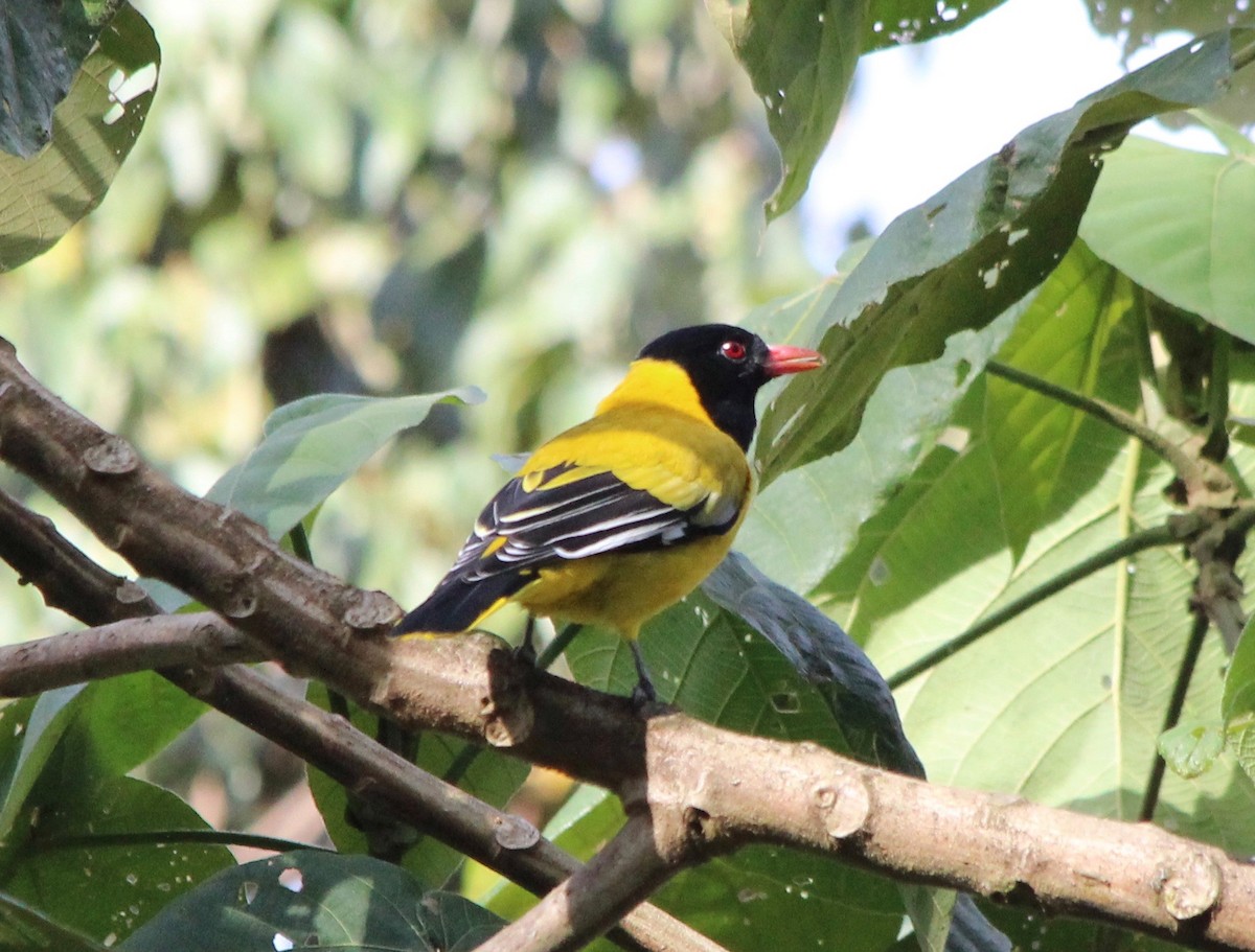 Black-tailed Oriole - David Guarnieri