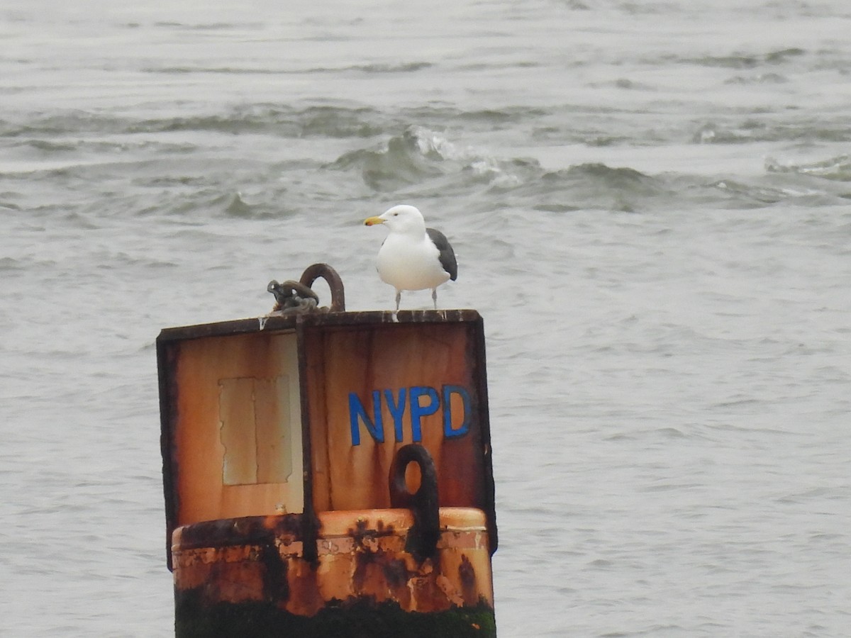 Great Black-backed Gull - Julius Marinov