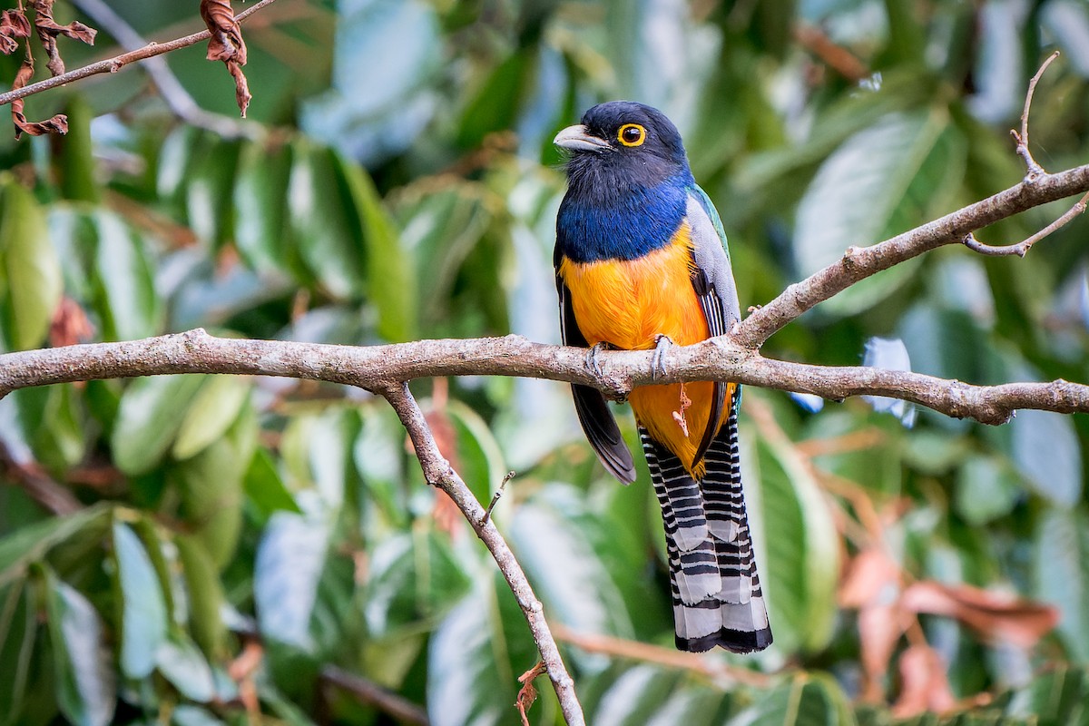 Gartered Trogon - ML538718611