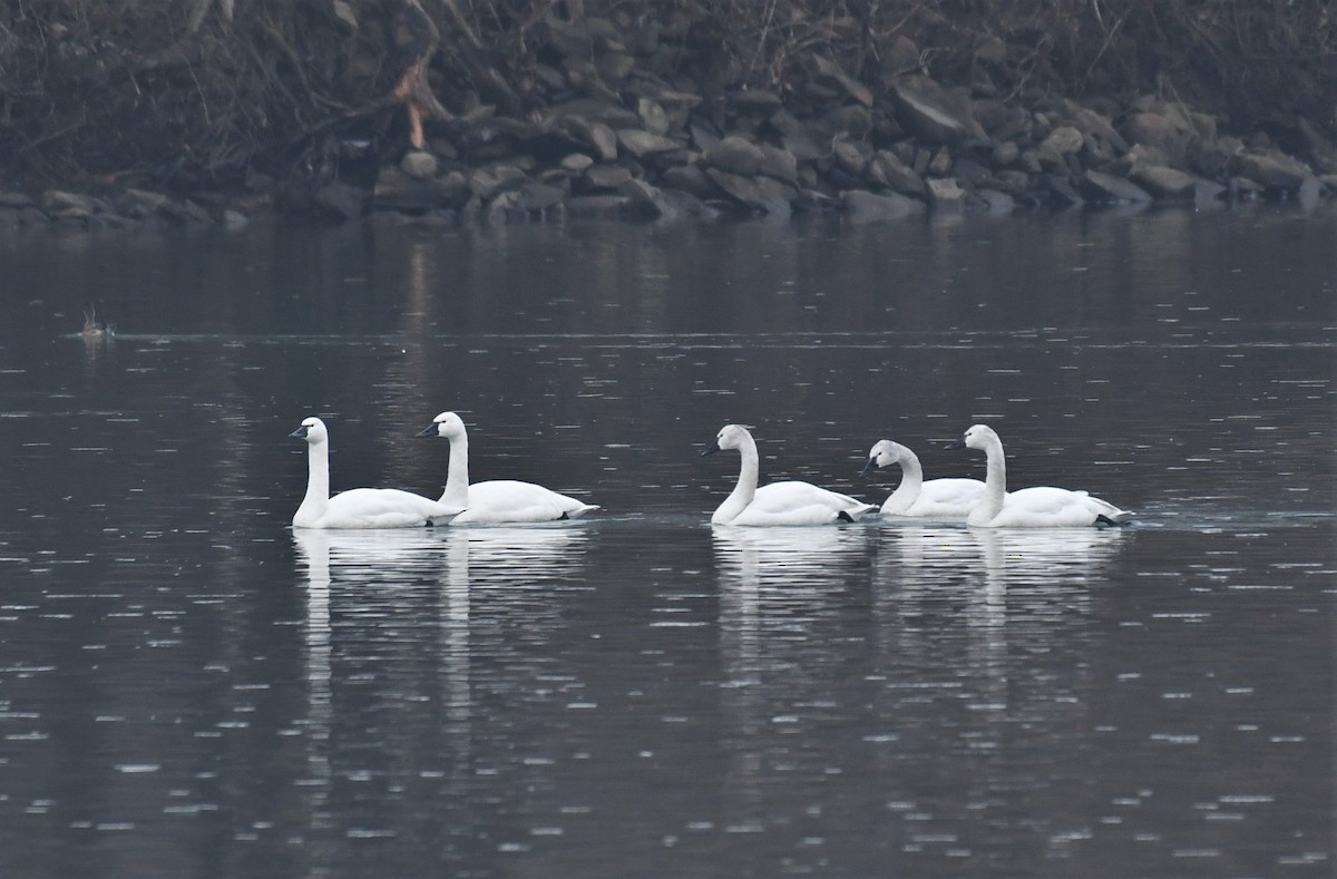 Tundra Swan - ML538719511