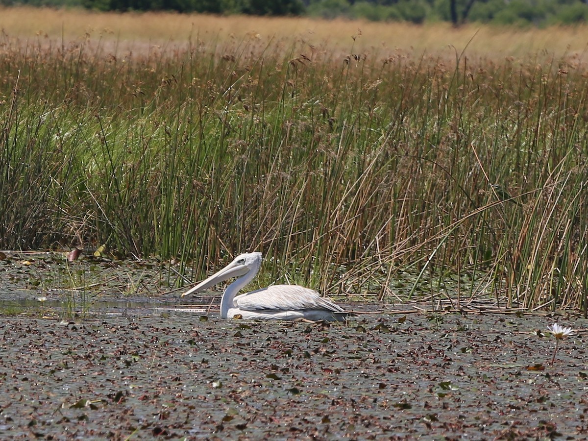 Pink-backed Pelican - Dorothy Wadlow