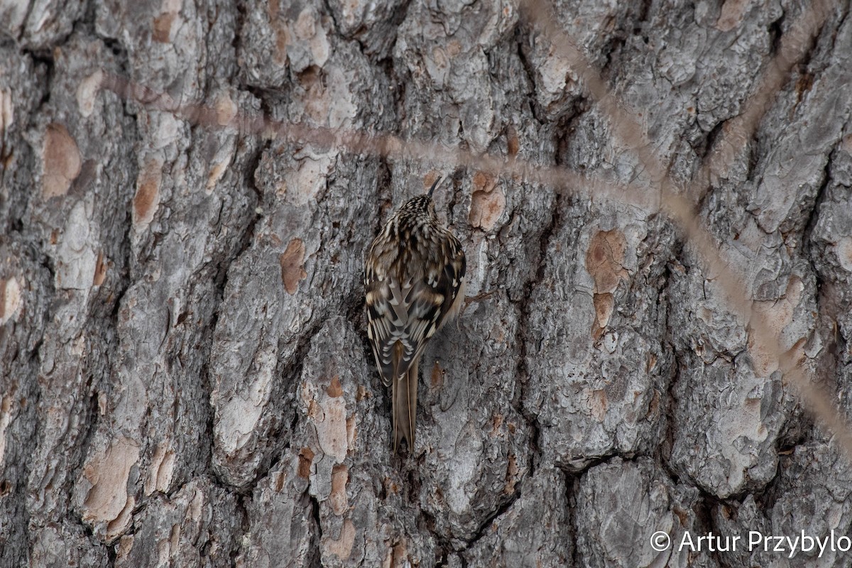 Brown Creeper - Artur Przybylo