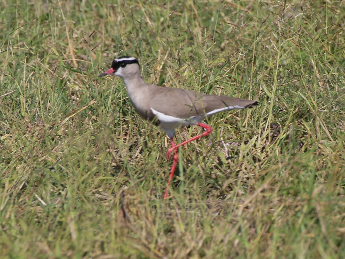 Crowned Lapwing - ML53872121