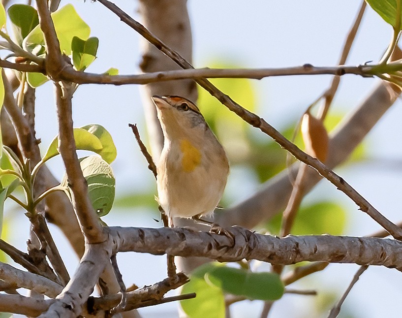 Red-browed Pardalote - Robert Bochenek