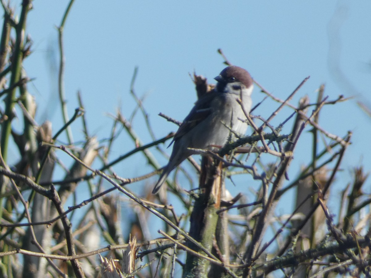 Eurasian Tree Sparrow - ML538723231