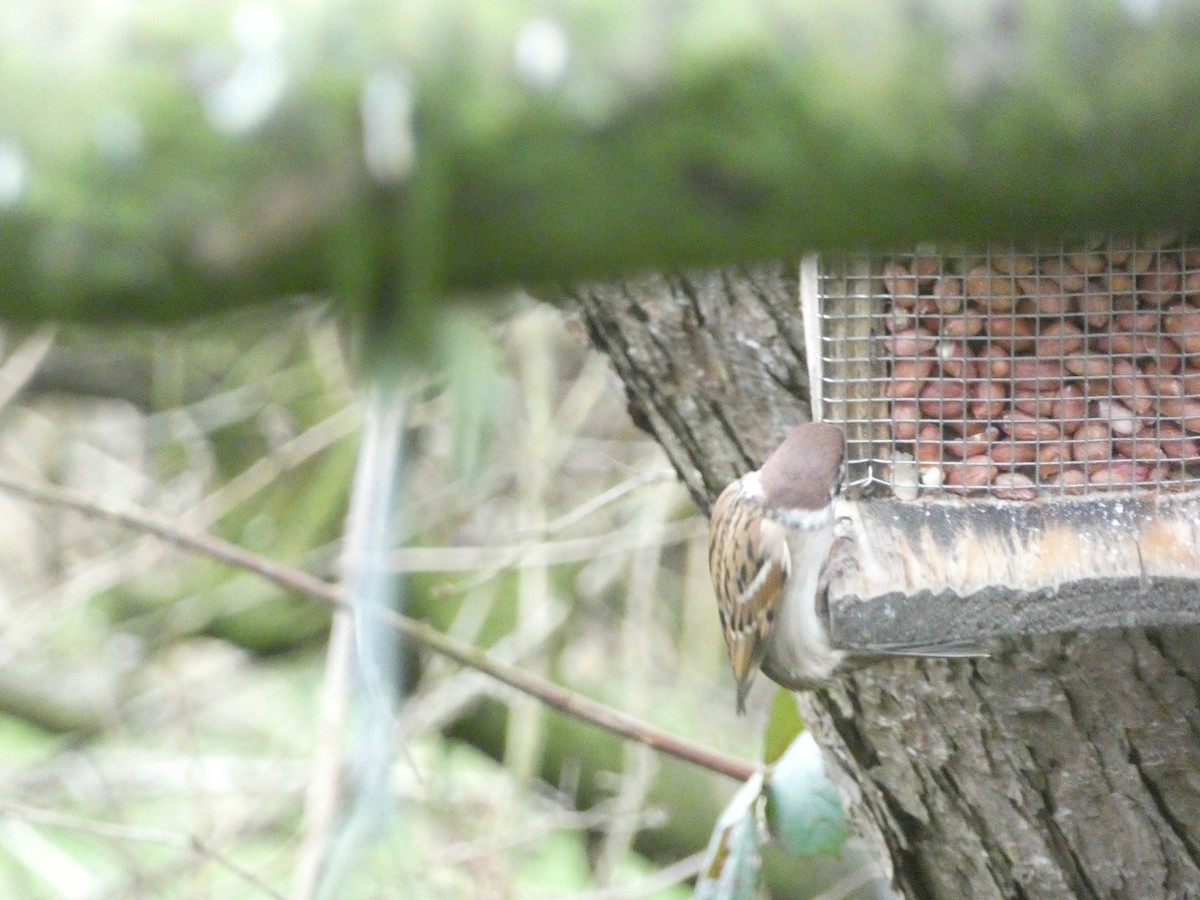 Eurasian Tree Sparrow - ML538723251