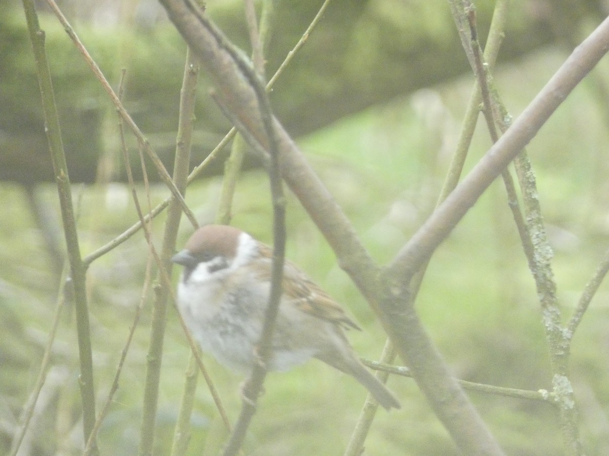 Eurasian Tree Sparrow - ML538723261