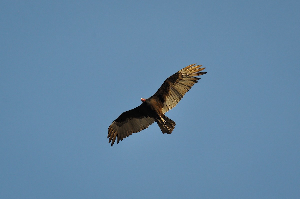 Turkey Vulture - Karina Machín