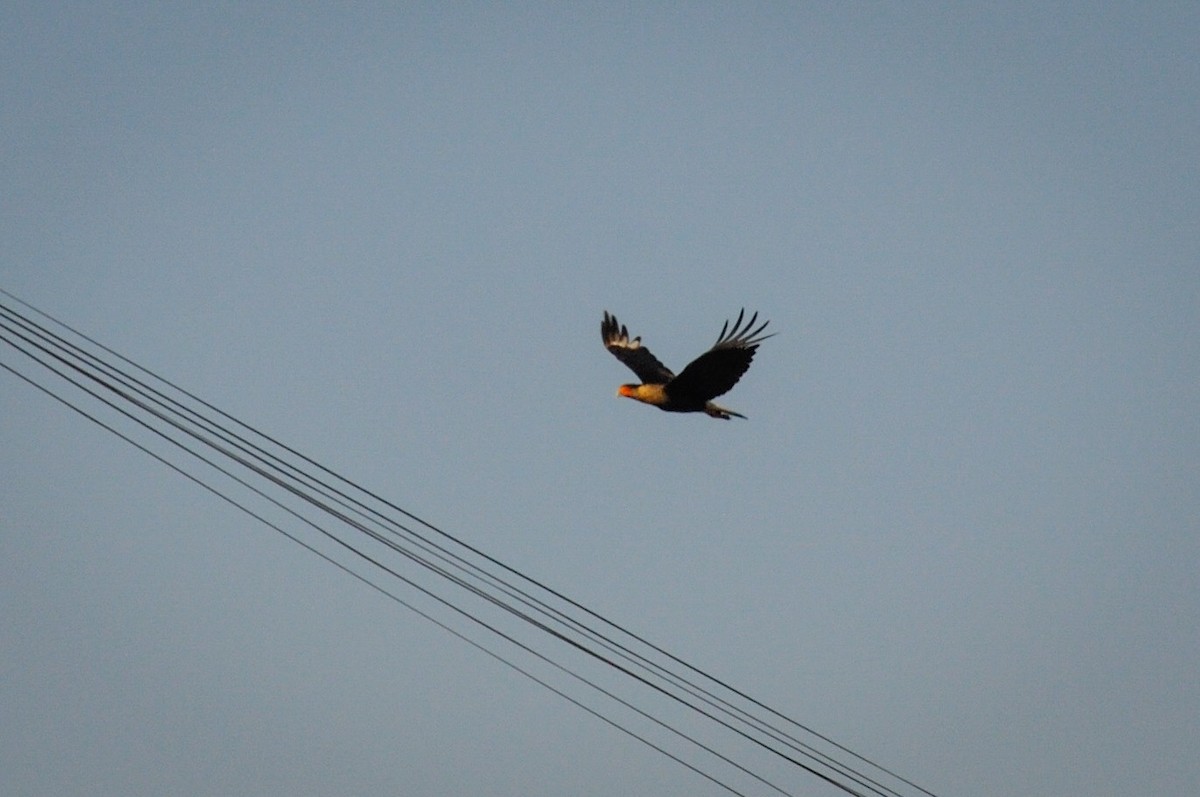 Crested Caracara - ML538724721