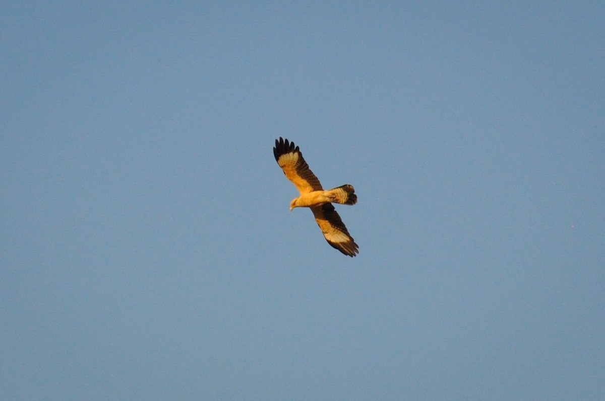 Caracara Chimachima - ML538724811