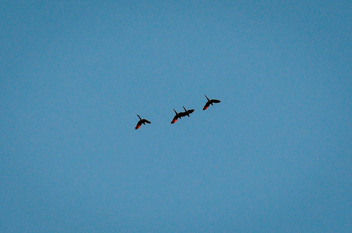 Chestnut-fronted Macaw - ML538725051