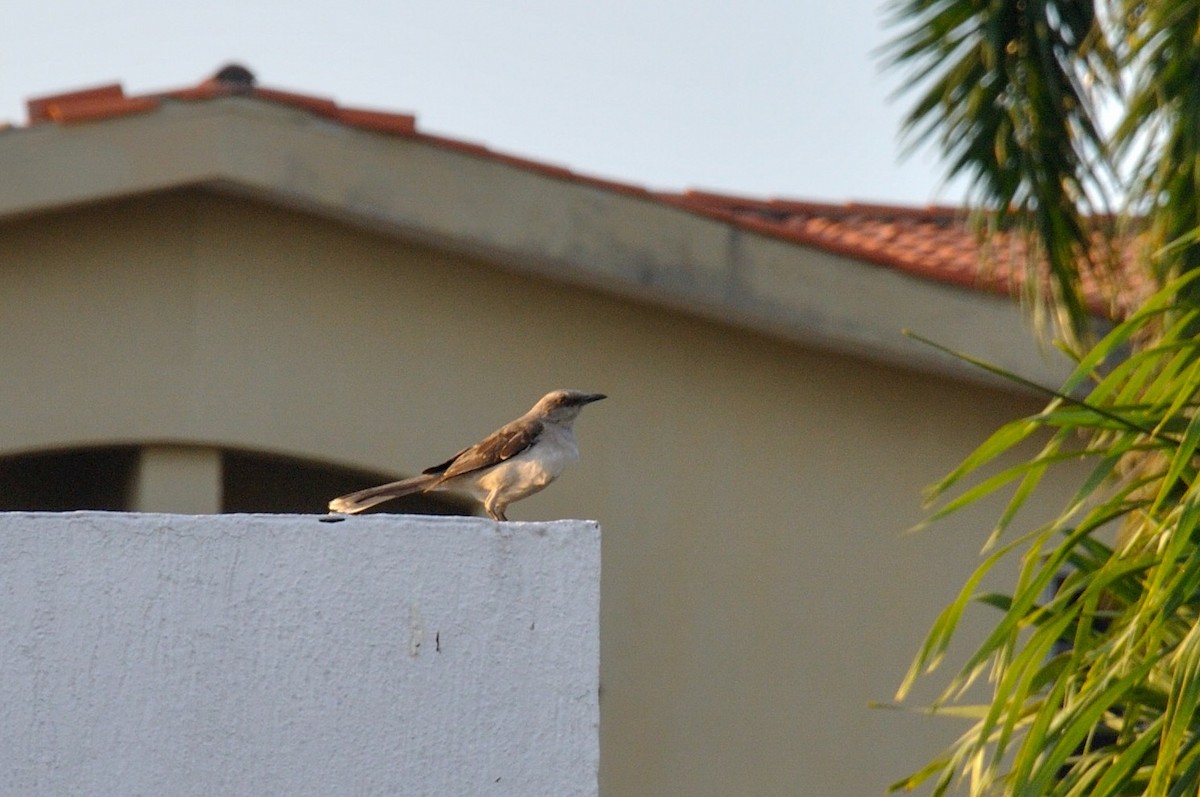 Tropical Mockingbird - Karina Machín