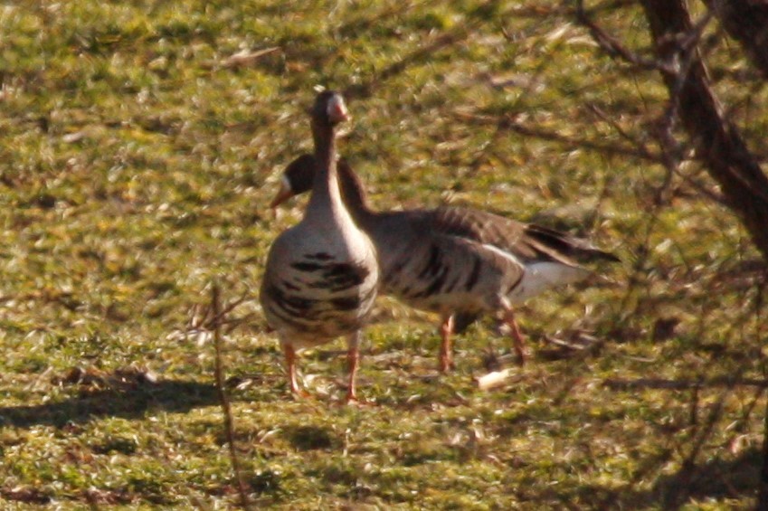 Greater White-fronted Goose - ML538725381