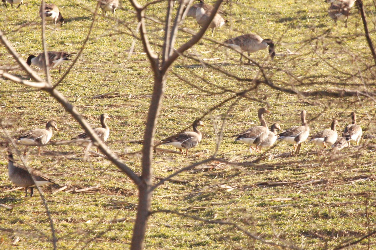 Greater White-fronted Goose - ML538725391