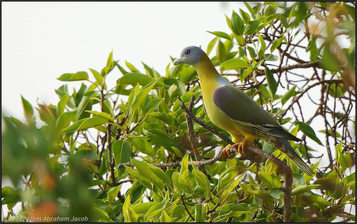 Yellow-footed Green-Pigeon - ML53872581