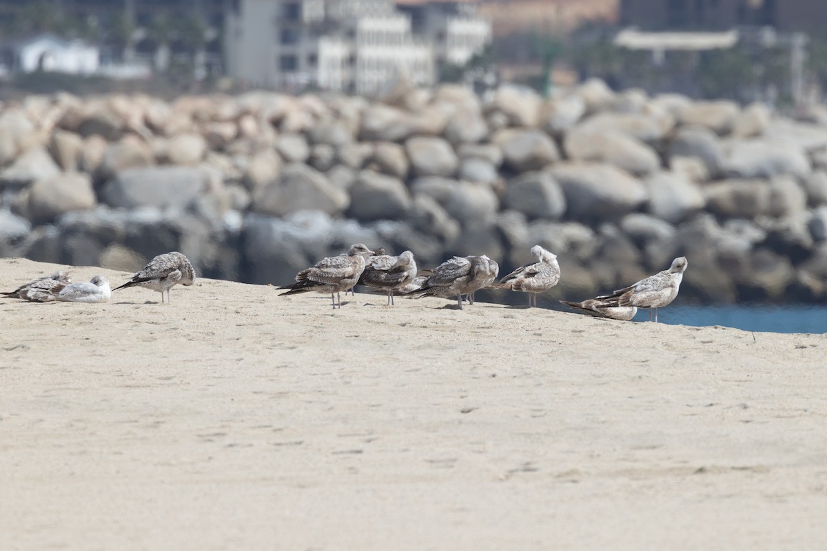 Gaviota Californiana - ML538725841