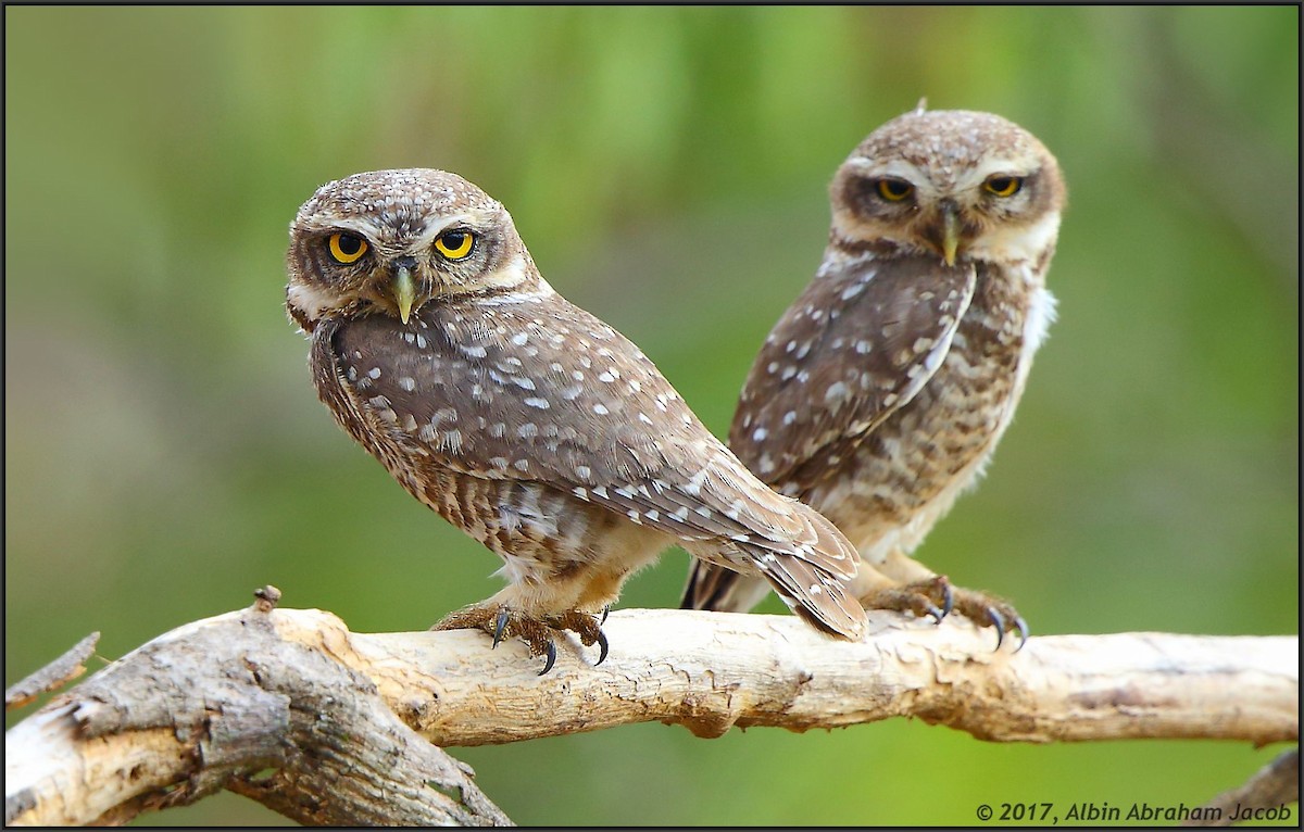 Spotted Owlet - ML53872621