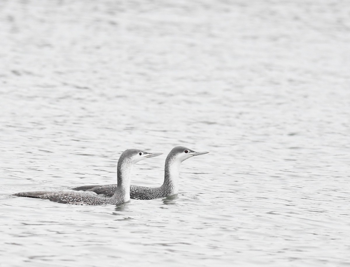 Red-throated Loon - ML538727451