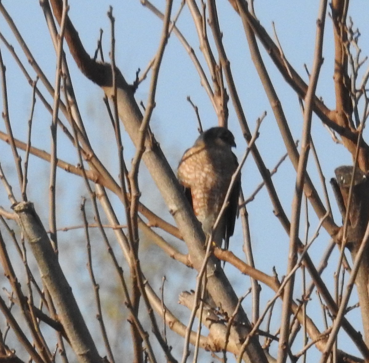 Sharp-shinned Hawk - Jane Icenogle