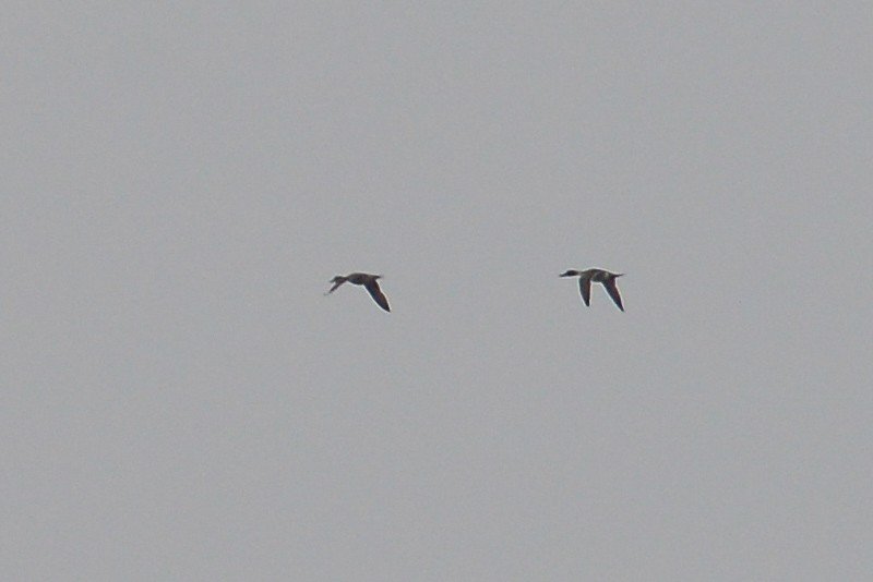 Northern Pintail - ML53872851