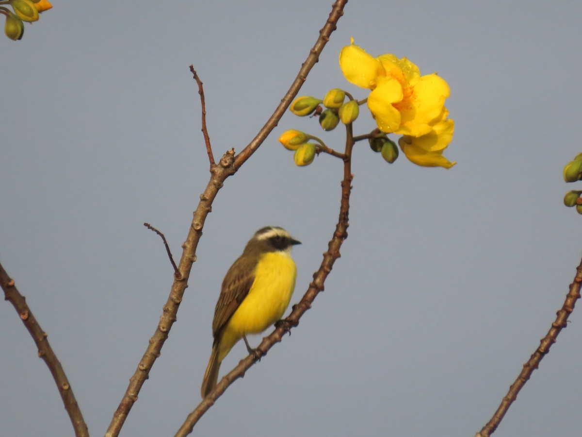 Social Flycatcher - ML538729281