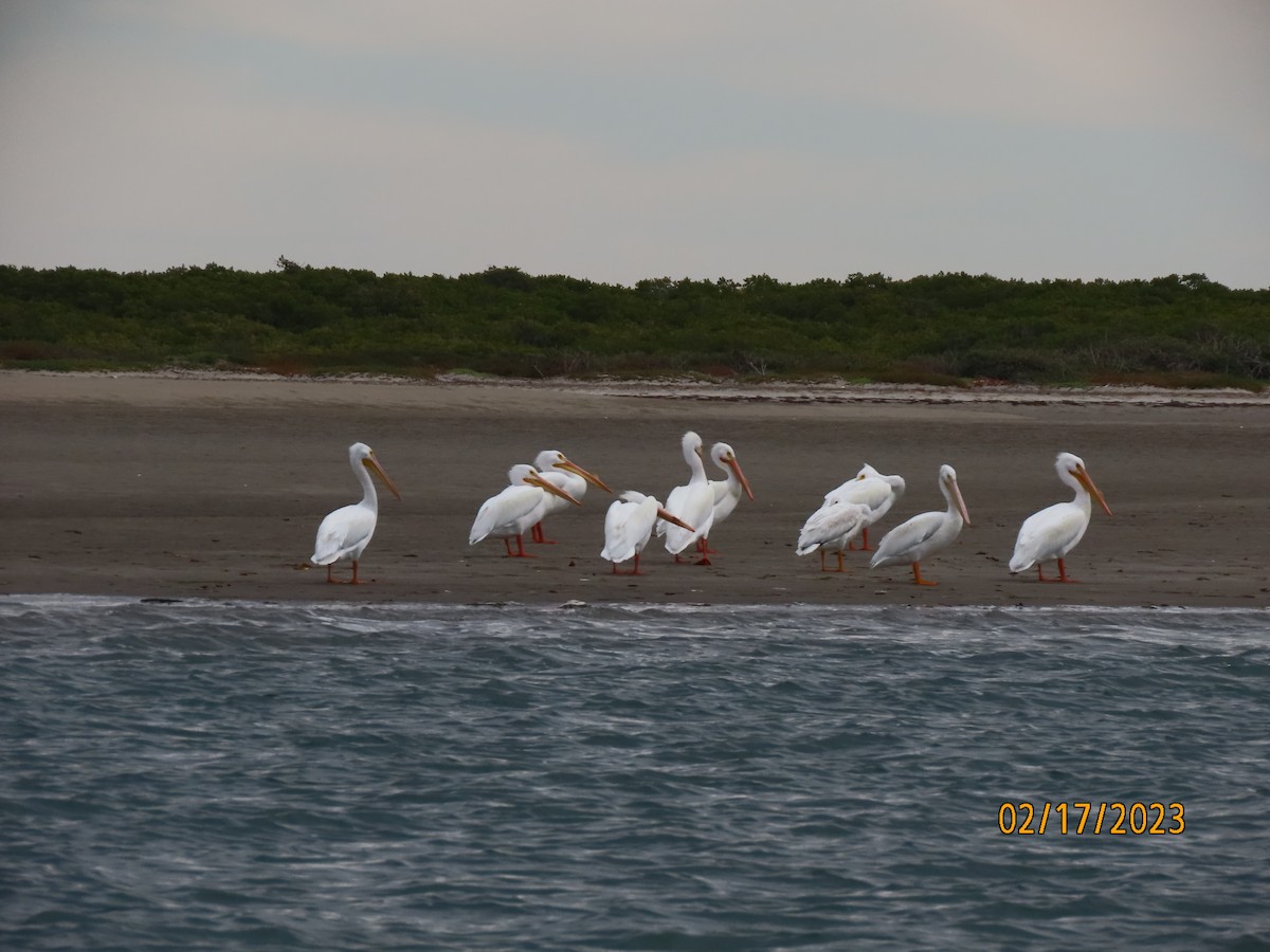 pelikán severoamerický - ML538729401