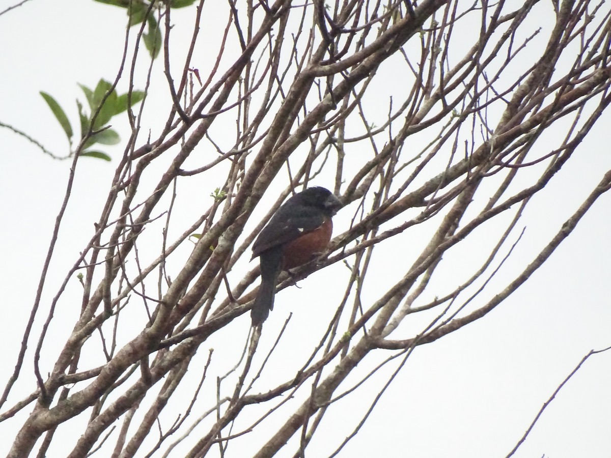 Chestnut-bellied Seed-Finch - ML538729671