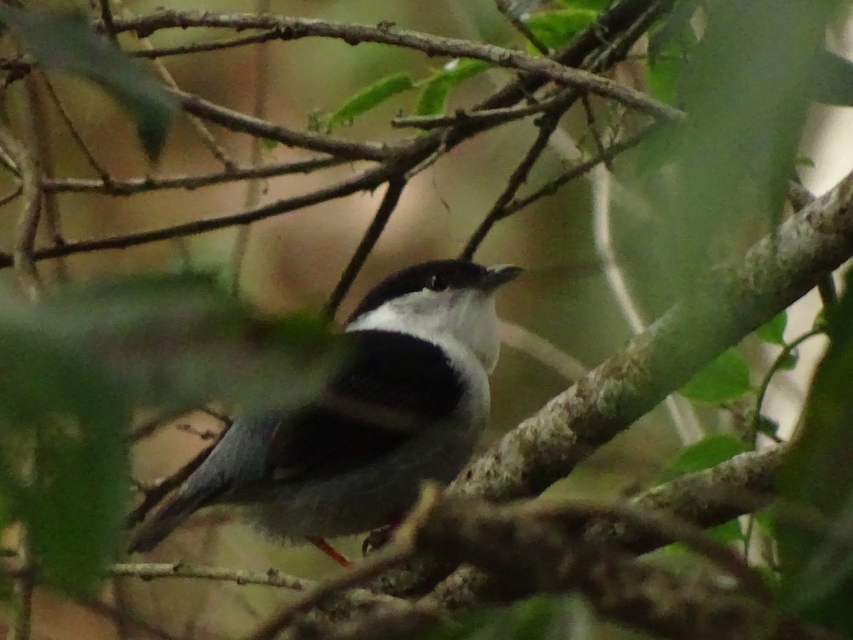 White-bearded Manakin - ML538729731