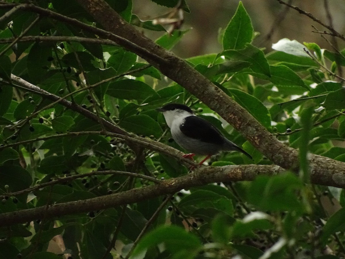 White-bearded Manakin - ML538729761