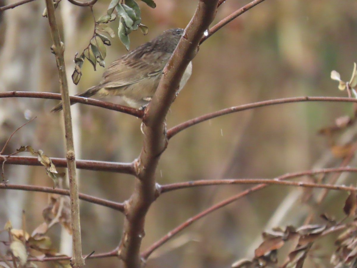 Botteri's Sparrow (Peten) - ML538730121