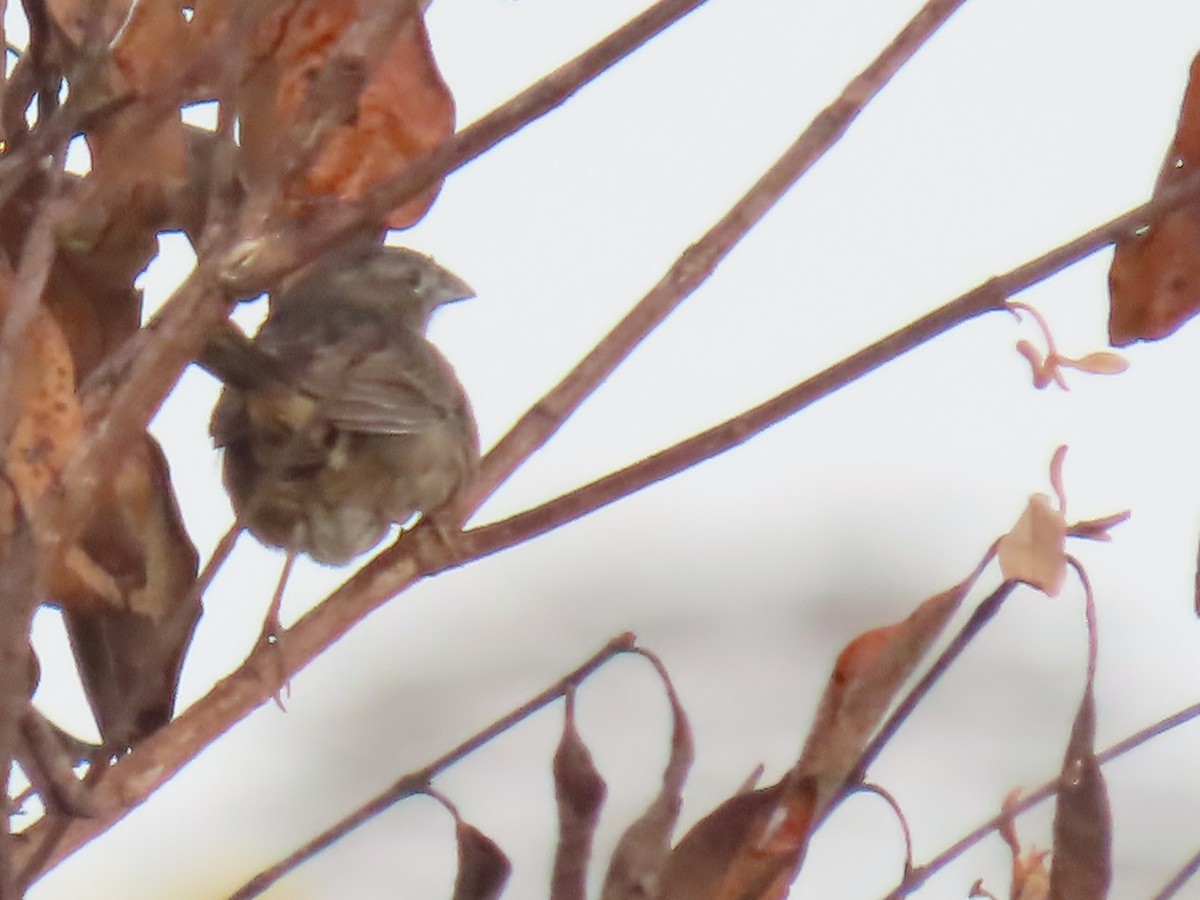 Botteri's Sparrow (Peten) - ML538730401