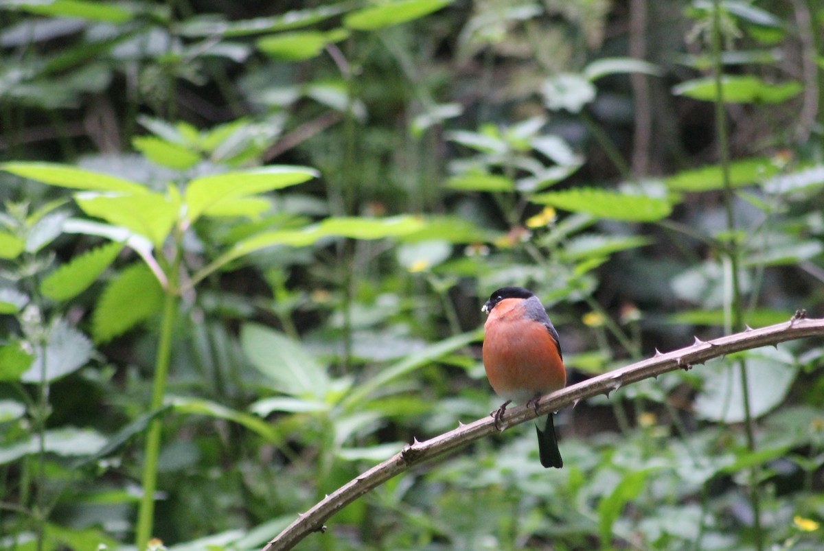 Eurasian Bullfinch - ML538730541