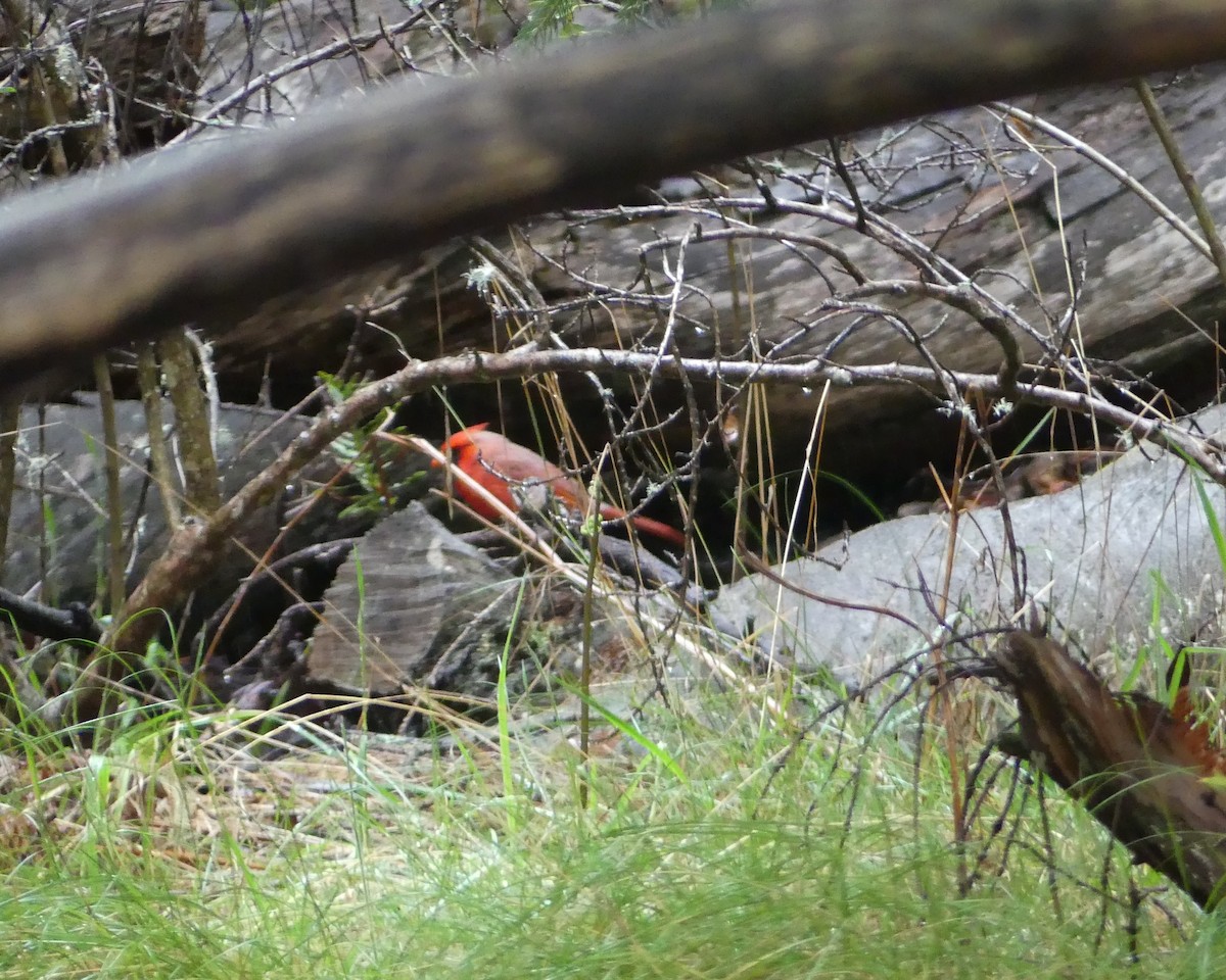 Northern Cardinal - ML538732181