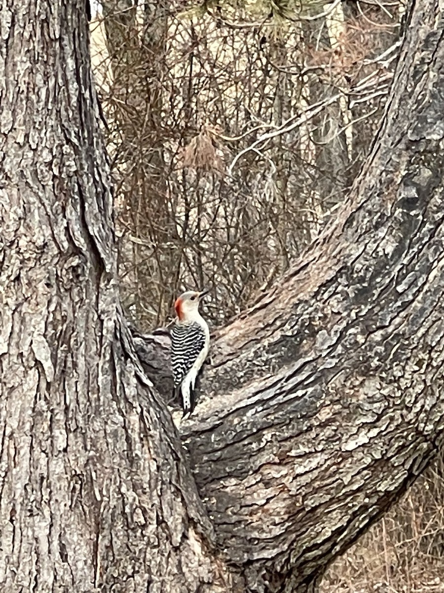 Red-bellied Woodpecker - ML538732371