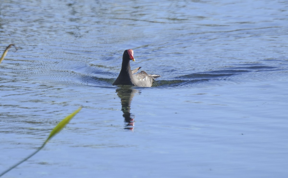 Common Gallinule - ML538732741