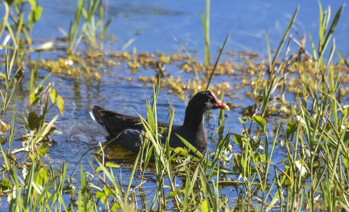 Common Gallinule - ML538732801