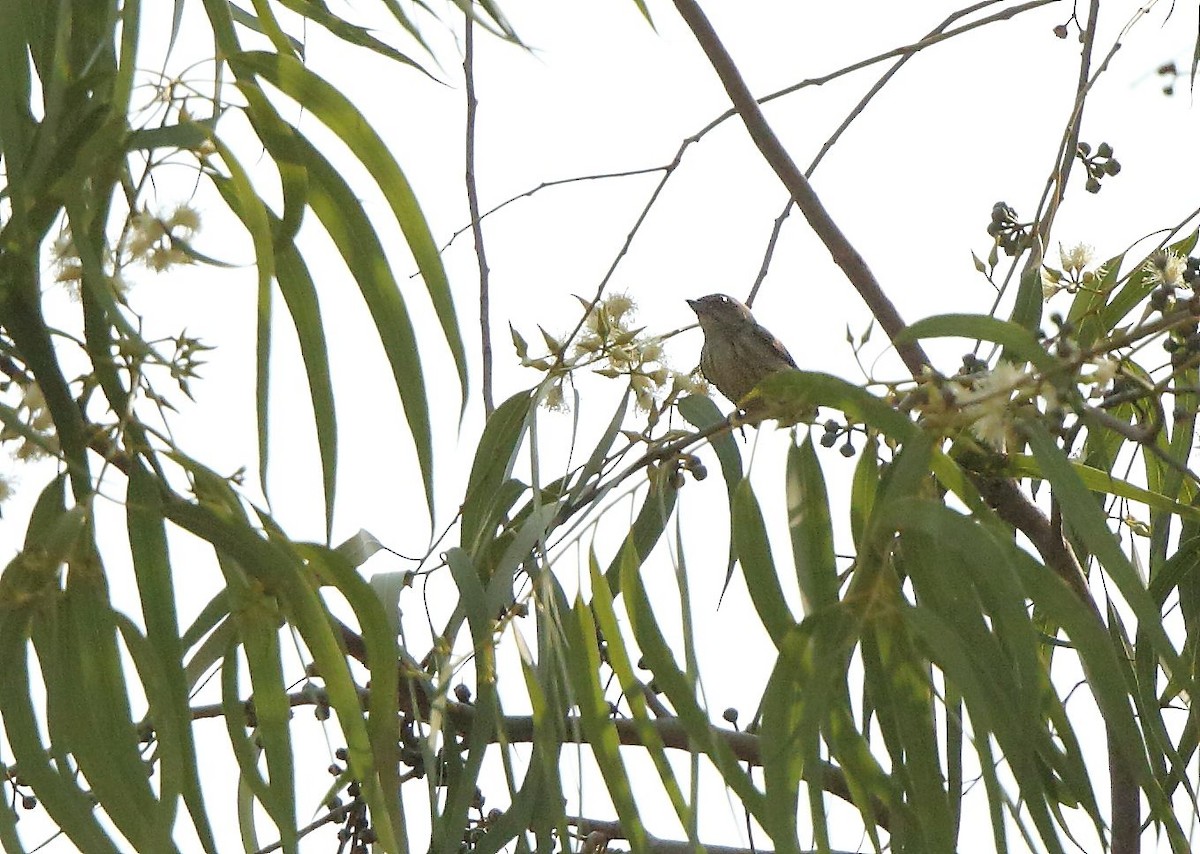 Thick-billed Flowerpecker - ML53873281