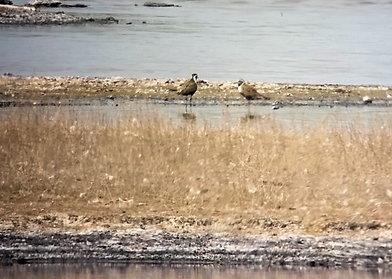 American Golden-Plover - ML538732811