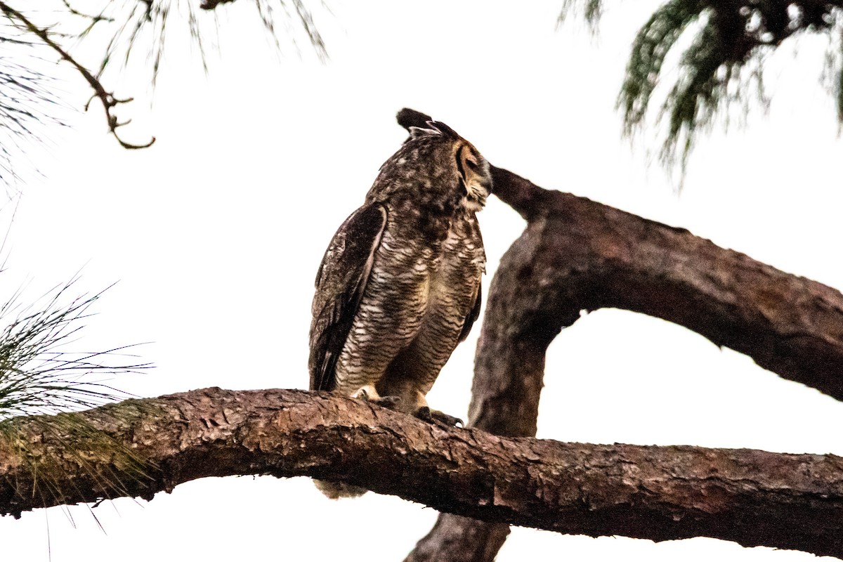 Great Horned Owl - ML538733051