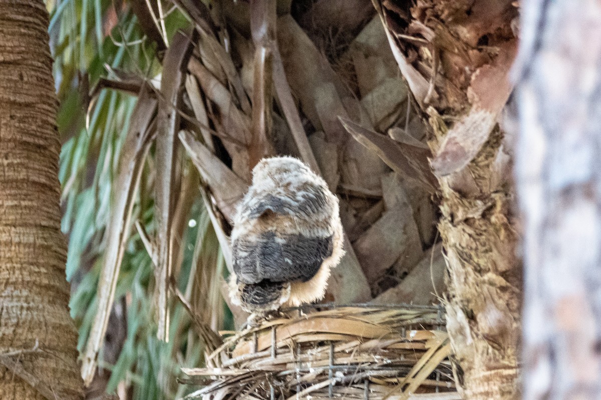 Great Horned Owl - ML538733061