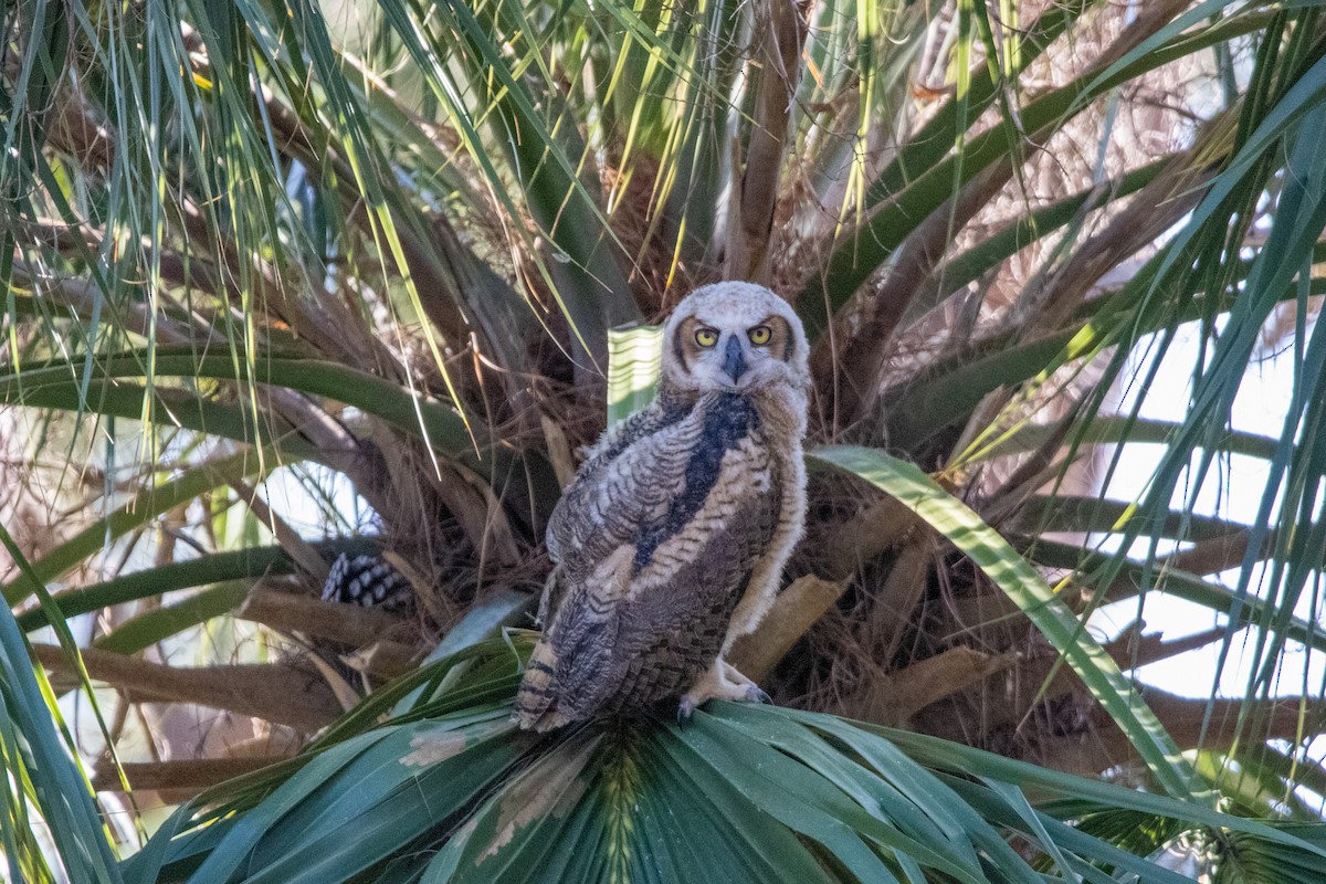 Great Horned Owl - ML538733071