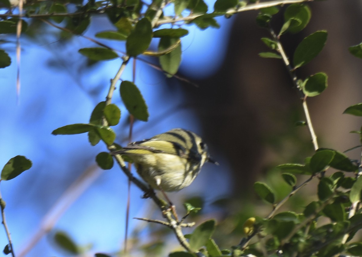 Ruby-crowned Kinglet - ML538733271