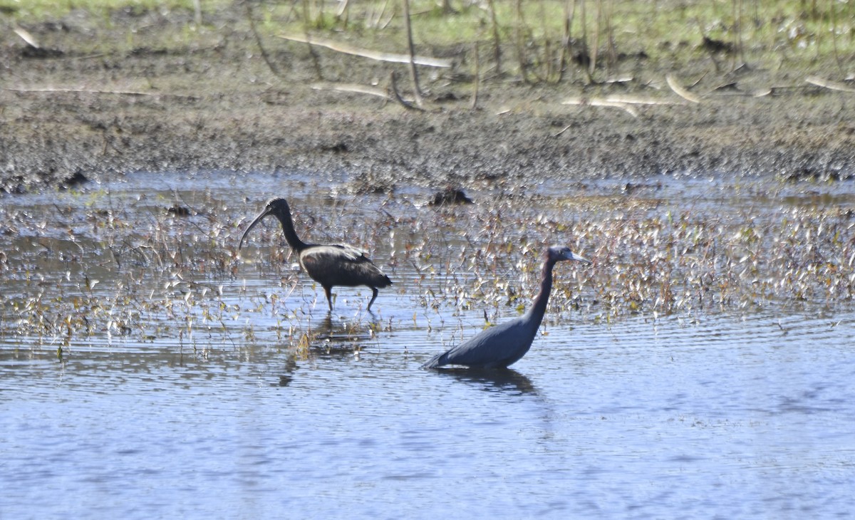 Glossy Ibis - Tom and Janet Kuehl