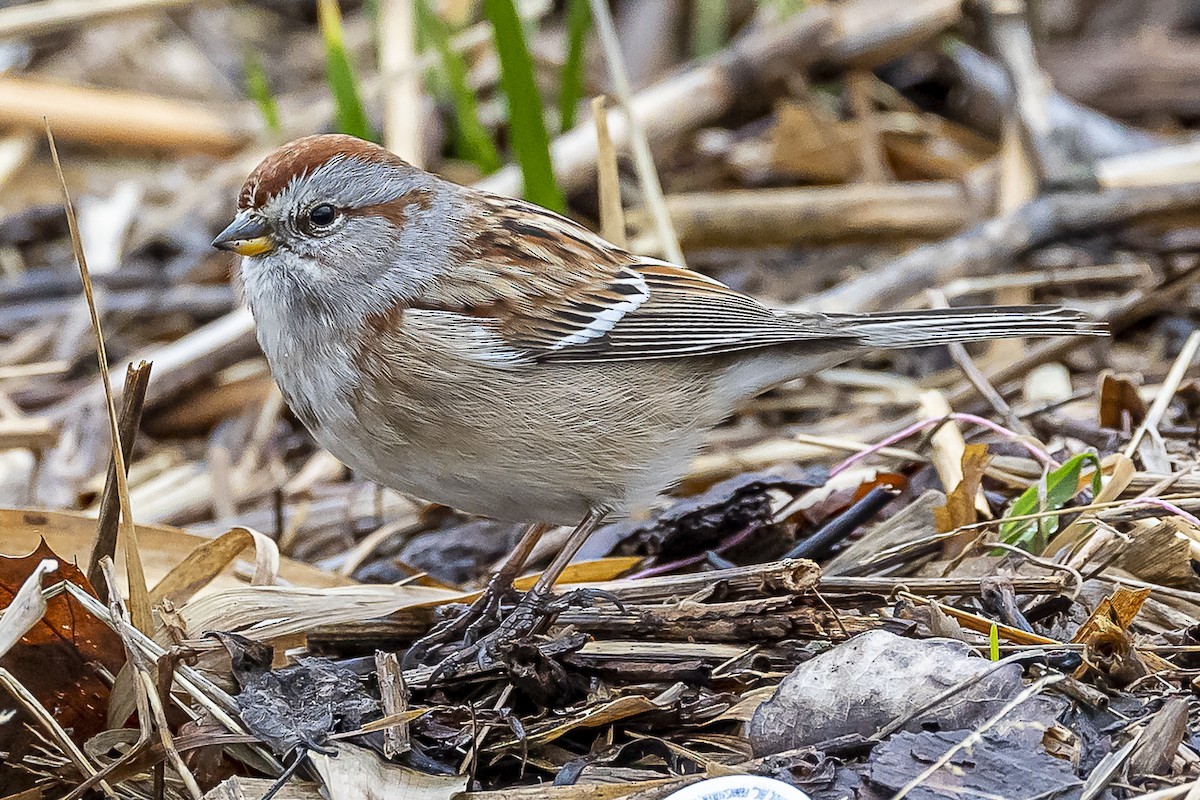 American Tree Sparrow - ML538734401