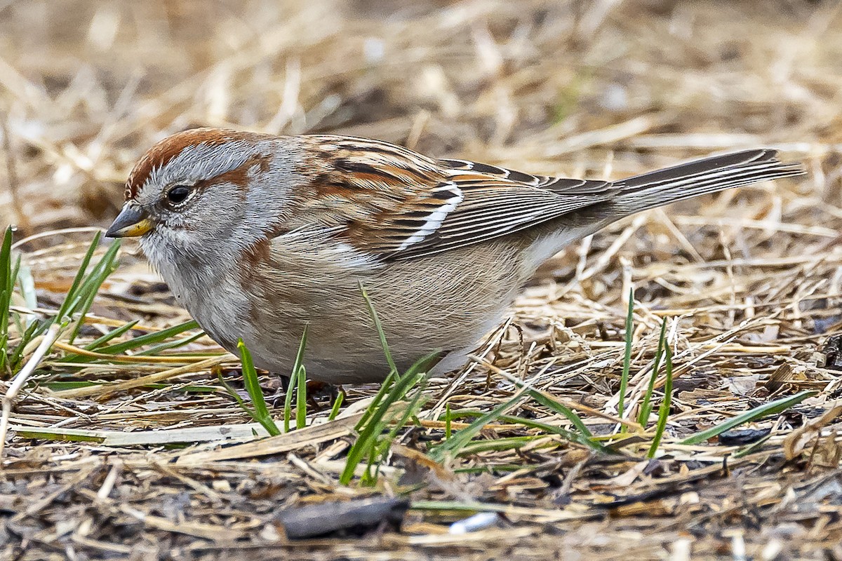 American Tree Sparrow - ML538734411