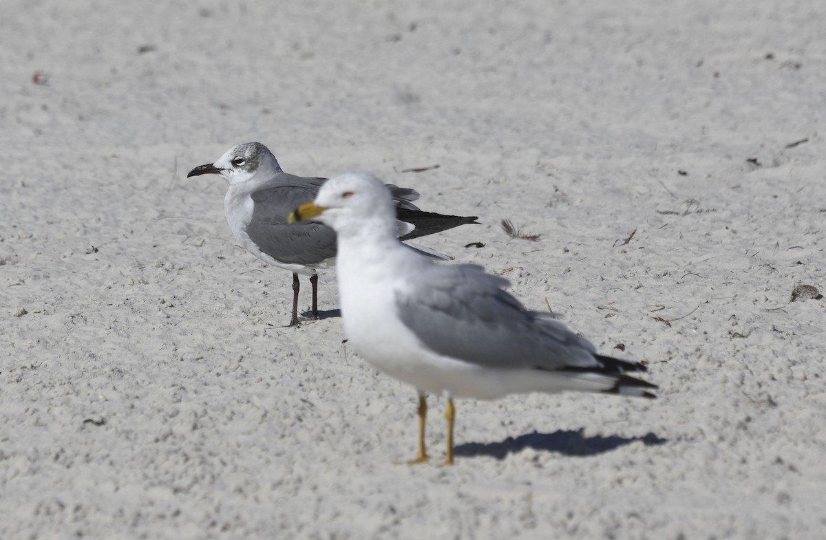 Ring-billed Gull - ML538735531