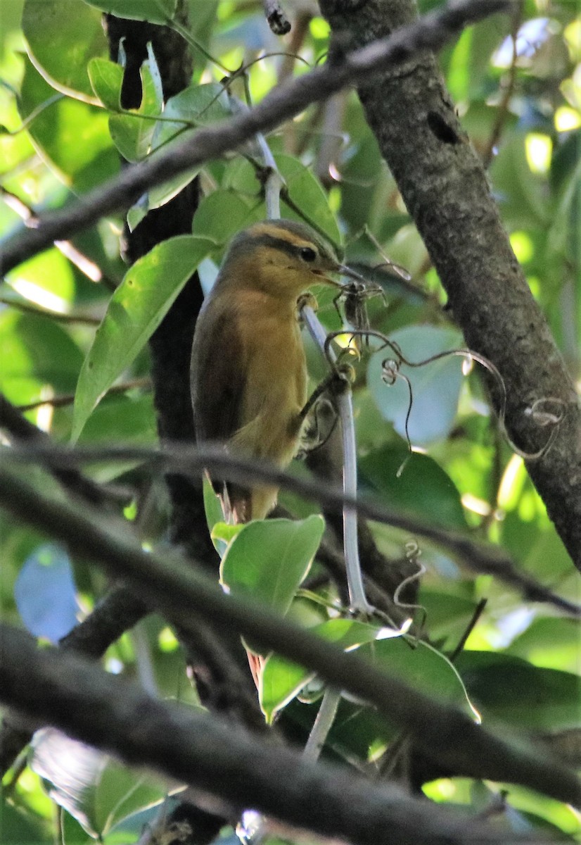 Ochre-breasted Foliage-gleaner - ML538735901